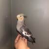 Baby cockatiel 