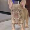 New shade Isabella and tan male french bulldog