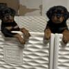 Rottweiler Puppies For sale