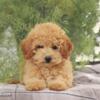 Toy poodle male puppy for sale