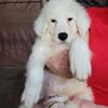 Great Pyrenees puppies