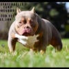 2x Doughboi 4 month old American Pocket Bully Pup