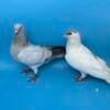 Afghan pigeons- mated pair