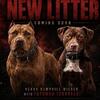 🔥 UPCOMING APBT/PITBULL LITTER 🔥 REDMOSHPITS PRODUCTION