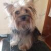 Yorkie puppy looking for a forever home