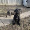 CANE CORSO PUPPIES  ready to go born 12/15/23