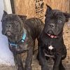 Cane Corso puppies 4 females available AKC registered (companion homes)