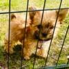 For sale Morkie 24 week old for sale!  Brown pup $400