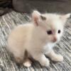 Snowdoll male kitten week 4