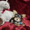 Yorkie Pups Adorable Male & Female