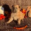 AKC German Shepherd puppies