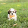 Shichon teddy bear puppies In Indiana READY 9/18