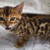 Tica registered female bengal kittens