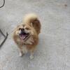 Friendly male pomsky