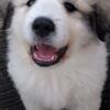 Purebred Great Pyrenees Puppies