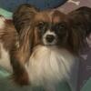 AKC Papillon Puppies Available !