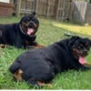 Rottweiler puppies purebreed