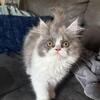 SOLD - Dilute Calico - Persian