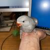 Indian ringnecks - hand raised baby