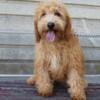 Mini Goldendoodle Available now!