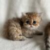 Cfa Persian kittens (Doll-face and Flat-faces)