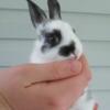 New Zealand, Flemish Giant, Rex Mixed Meat Rabbits Does