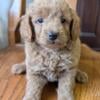 Penny - mini labradoodle