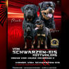 Beautiful Ch German Rottweiler Pups