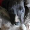 Rudolph is a black male  with/ white markings Great Dane puppy 🐶