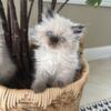 CFA Registered Himalayan Kittens Available !