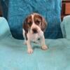 AKC Beagle puppies