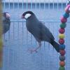 Java finches whole sale price