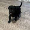 Pomapoo Puppy for Sale