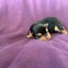 Yorkie pups born 11 7