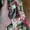 Sugar glider baby boy Mosaic with lineage