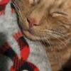 CUTE GINGER CAT FOR SALE WORCESTER MA