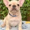 Platinum male French Bulldog puppy. Great rope, short and compact. Jack !