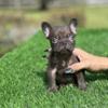 French Bulldog Puppies