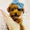 Poodles, FINANCING, Maltese, Pugs, Pomeranians, Yorkies, Cavapoos, Mixed Breeds