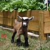 Adorable Nigerian Dwarf Bucks/Wethers looking for new homes! Only TWO LEFT!