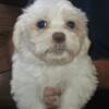 Malshi (3/4 Maltese x  1/4 Shih Tzu) 4 males. $750 or Make me an offer.