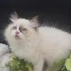Purebred Ragdoll kitten available CFA register