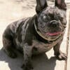 One puppy and one adult Frenchie for Rehoming