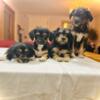 Were selling puppys they are half shnoodle and half cockapoo.