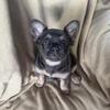 AKC French Bulldog Puppy Female Fluffy 