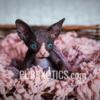 Sphynx, Elf, Bambino kittens available