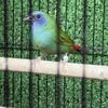 Finches available