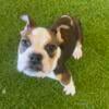 English Bulldog female- ready to go!