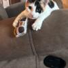  Calico Kitten - Just Spayed Super Sweet Girl! Needs Home ASAP