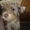 Yorkie
